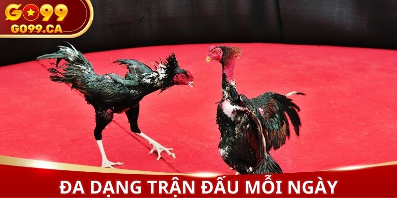 Đa dạng trận đấu được cung cấp mỗi ngày
