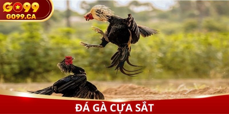 Đá gà cựa sắt