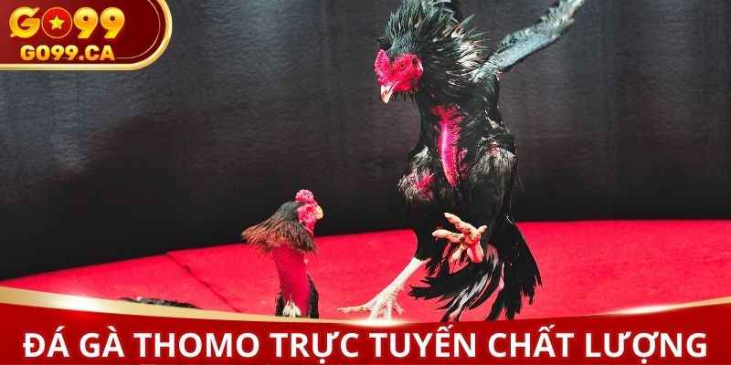 Đá gà Thomo trực tuyến với thao tác đơn giản