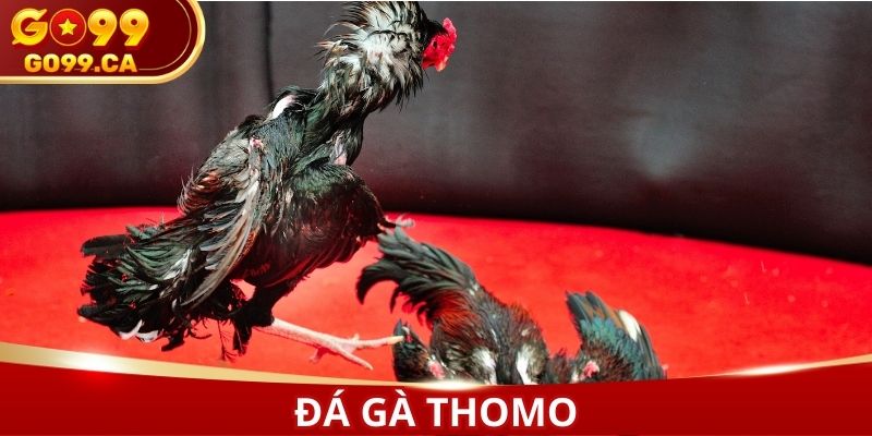 Đá gà Thomo