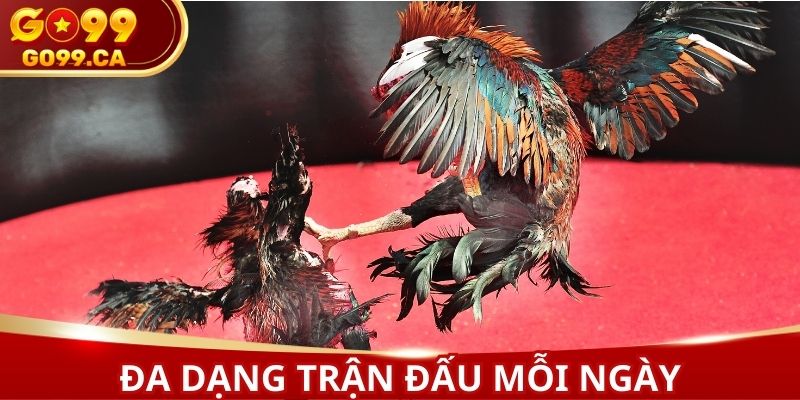 Sảnh cược với đa dạng trận đấu mỗi ngày